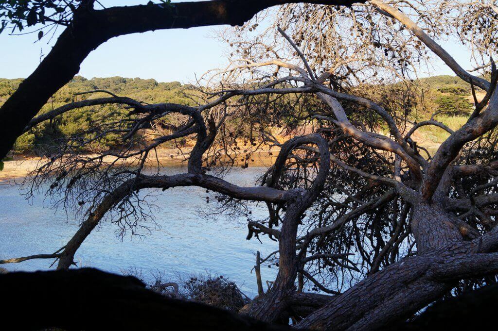 Porquerolles Langoustier Plage Arbre 1024x682