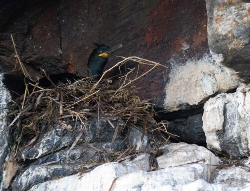 Avis aux usagers – Porquerolles