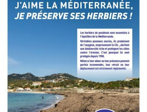 La posidonie : un trésor de la Méditerranée à protéger