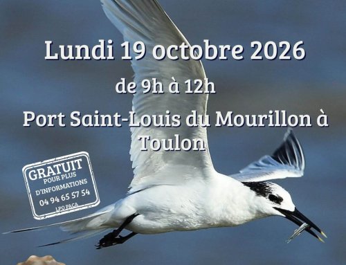 Biodiversité du littoral : rendez-vous le 19/10/26 au port Saint-Louis du Mourillon à Toulon pour une matinée de sensibilisation !
